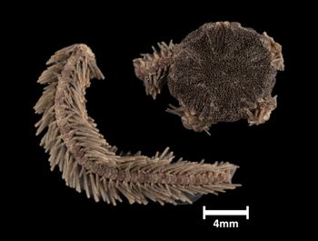 Media type: image;   Invertebrate Zoology OPH-3550 Description: Top of brittle star with a view of the disc.;  Aspect: dorsal